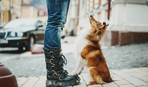 גידול כלבים קטנים בעיר – אתגרים ופתרונות
